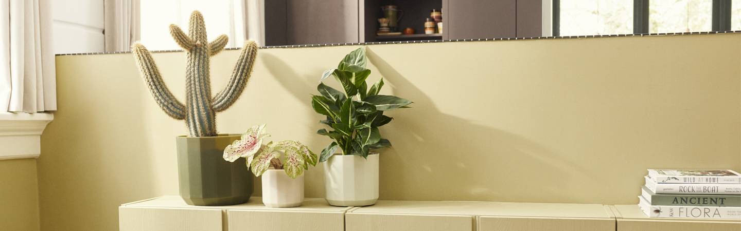 facet round 14cm almond pink
